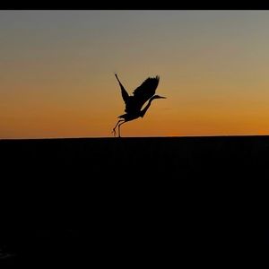 Meet your Posher, Tony